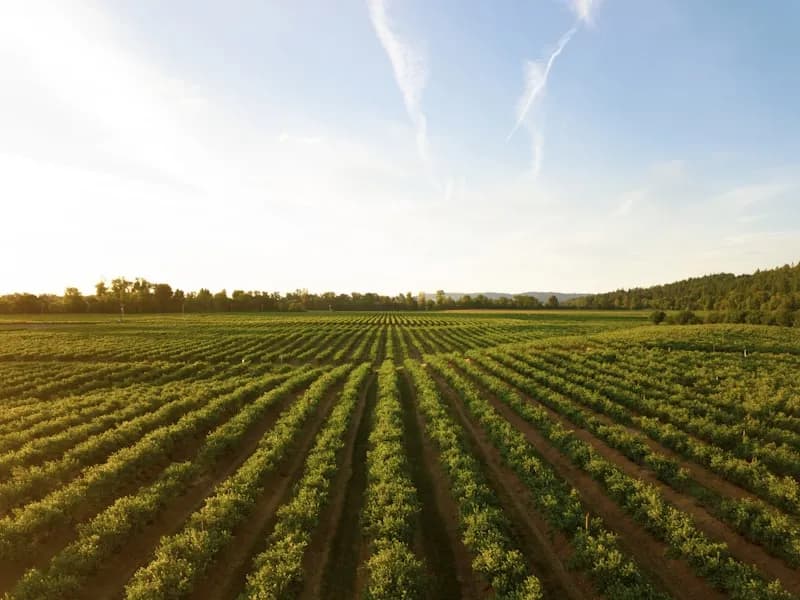 Tour a Châteauneuf-du-Pape Vineyard
